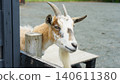 A goat that takes a face out of the fence 140611380