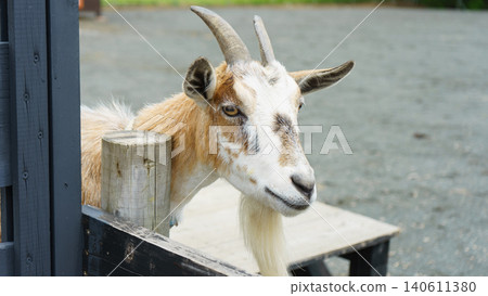 A goat that takes a face out of the fence A goat that takes a face out of the fence 140611380