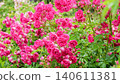 Beautifully blooming roses 140611381