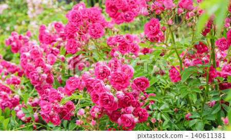 Beautifully blooming roses 140611381