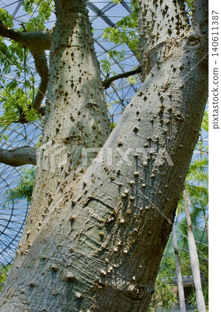 The trunk of the bottle-shaped plant, Ceiba speciosa The trunk of the bottle-shaped plant, Ceiba speciosa 140611387