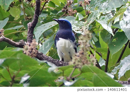 A blue-and-white flycatcher perched on a tree branch. A blue-and-white flycatcher perched on a tree branch. 140611401