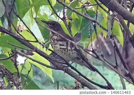 一隻黑鳥棲息在樹枝上。 一隻黑鳥棲息在樹枝上。 140611463