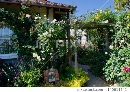 Springtime rose gardening around the house as a hobby Springtime rose gardening around the house as a hobby 140611541