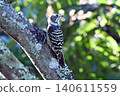 A Japanese pygmy woodpecker perched on a tree. 140611559