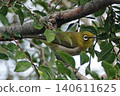 White-eye perching on a branch. 140611625
