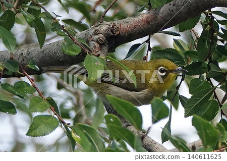 White-eye perching on a branch. White-eye perching on a branch. 140611625