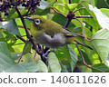 White-eye perching on a branch. 140611626
