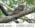 A Eurasian Wryneck perched on a tree. 140611652
