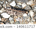 Car grasshopper 140611717