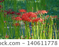 Cluster amaryllis 140611778