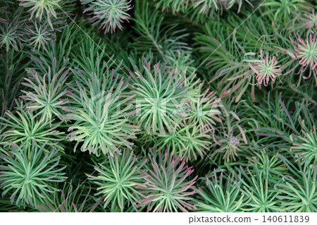 Euphorbia claris howard 140611839