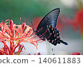 A Papilio maackii butterfly sipping nectar from a red spider lily. 140611883