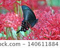 A Papilio maackii butterfly sipping nectar from a red spider lily. 140611884
