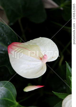 Anthurium Anthurium 140612005