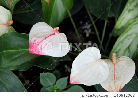 Anthurium Anthurium 140612008