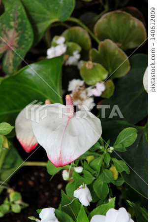 Anthurium Anthurium 140612009