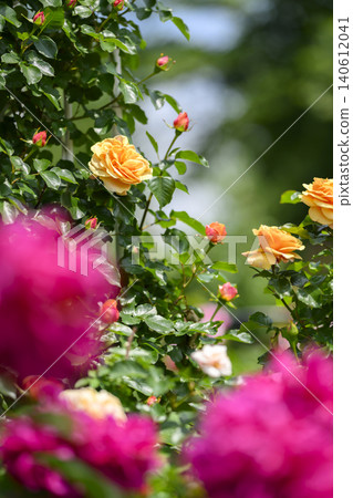 Rose garden in full bloom Rose garden in full bloom 140612041