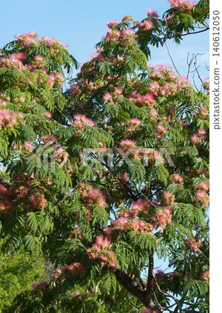 Albizia julibrissin flowers, June 2026 Albizia julibrissin flowers, June 2026 140612050