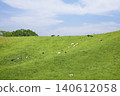 Cattle grazing in the vast pastures of Hokkaido 140612058