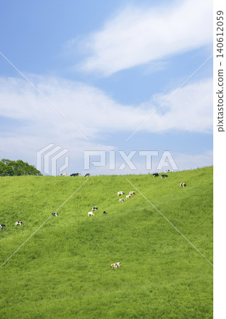 Cattle grazing in the vast pastures of Hokkaido 140612059