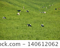 Cattle grazing in the vast pastures of Hokkaido 140612062
