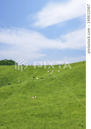 牛群在北海道廣闊的牧場吃草 牛群在北海道廣闊的牧場吃草 140612067