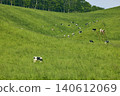 Cattle grazing in the vast pastures of Hokkaido 140612069