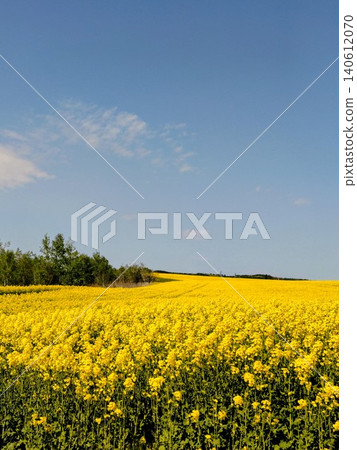 Rape flower field and blue sky Rape flower field and blue sky 140612070