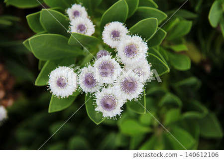 Globlaria · Blue Eye Globlaria · Blue Eye 140612106