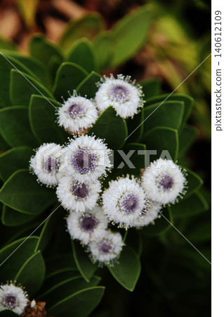 Globlaria·藍眼睛 Globlaria·藍眼睛 140612109