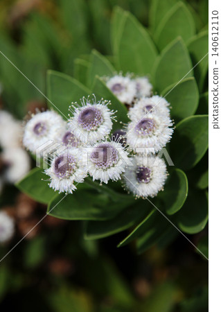 Globlaria·藍眼睛 Globlaria·藍眼睛 140612110
