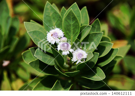 Globlaria·藍眼睛 Globlaria·藍眼睛 140612111