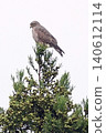 A Grey-faced Buzzard perched on a tall tree. 140612114