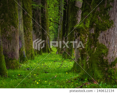 Ancient trees stand tall, draped in lush green moss Ancient trees stand tall, draped in lush green moss 140612134