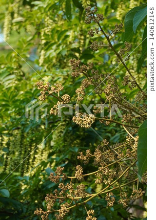 Chinese parasol tree buds - June 2026 Chinese parasol tree buds - June 2026 140612148