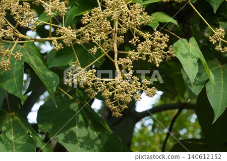 Chinese parasol tree buds - June 2026 Chinese parasol tree buds - June 2026 140612152