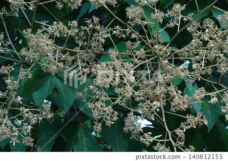 Chinese parasol tree buds - June 2026 140612153