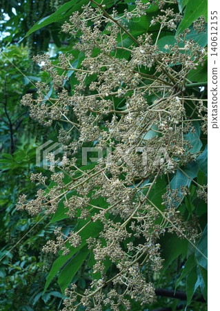 Chinese parasol tree buds - June 2026 Chinese parasol tree buds - June 2026 140612155