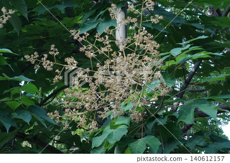 Chinese parasol tree buds - June 2026 Chinese parasol tree buds - June 2026 140612157