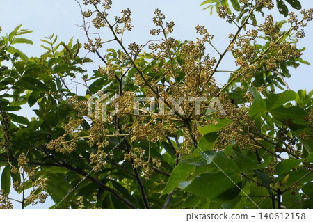 Chinese parasol tree buds - June 2026 Chinese parasol tree buds - June 2026 140612158
