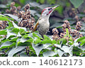 Aogera 140612173