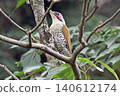A Japanese Green Woodpecker perched on a tree branch. 140612174