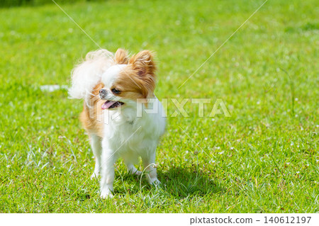 一隻吉娃娃犬在草地上開心地笑著。 一隻吉娃娃犬在草地上開心地笑著。 140612197