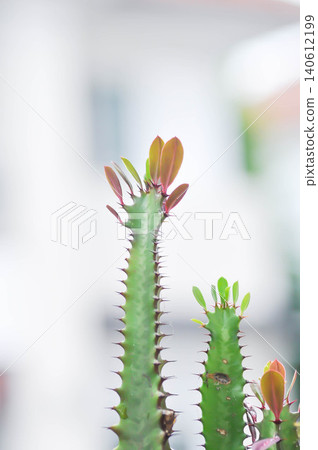 Euphorbia or Euphorbia mayurnathanii ,Euphorbia lactea or Euphorbia lacei Craib Euphorbia or Euphorbia mayurnathanii ,Euphorbia lactea or Euphorbia lacei Craib 140612199