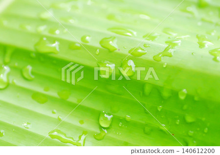 banana leaf or banana plant, banana tree or banana leaf and rain droplet banana leaf or banana plant, banana tree or banana leaf and rain droplet 140612200