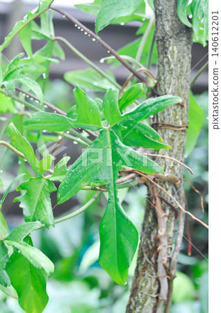 Philodendron pedatum Glad Hands or ARACEAE , Philodendron plant and rain droplet Philodendron pedatum Glad Hands or ARACEAE , Philodendron plant and rain droplet 140612201