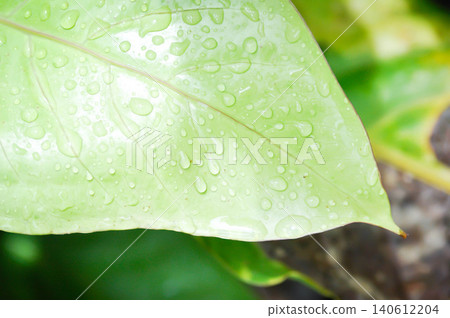 Anthurium Renaissance or Anthurium Renaissance leaf ,leaves or Anthurium leaf and rain droplet Anthurium Renaissance or Anthurium Renaissance leaf ,leaves or Anthurium leaf and rain droplet 140612204