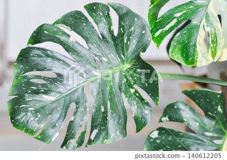 monstera thai constellation or Monstera, Hurricane plant or Swiss cheese or bicolor plant or white and green monstera monstera thai constellation or Monstera, Hurricane plant or Swiss cheese or bicolor plant or white and green monstera 140612205