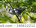 A long-tailed tit perched on a branch. 140612212